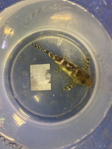 Schouteden's squeaker (Synodontis schoutedeni) — Mochokidae — 3