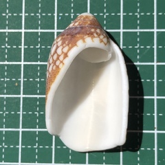 Conus aulicus