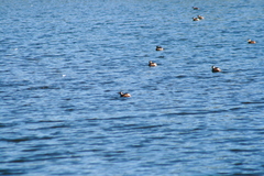 Tachybaptus ruficollis