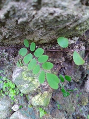 Adiantum capillus-junonis
