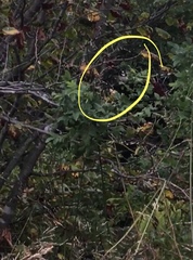 Pheucticus ludovicianus