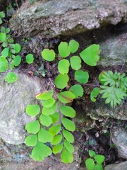 Adiantum capillus-junonis