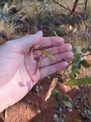 Chamaecrista orbiculata