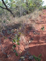 Chamaecrista orbiculata