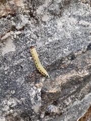 Diprion pini