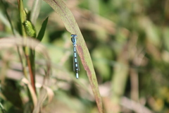 Enallagma cyathigerum