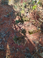 Chamaecrista conferta