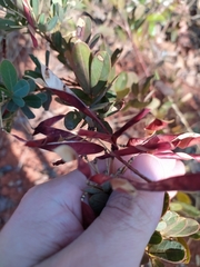 Chamaecrista conferta