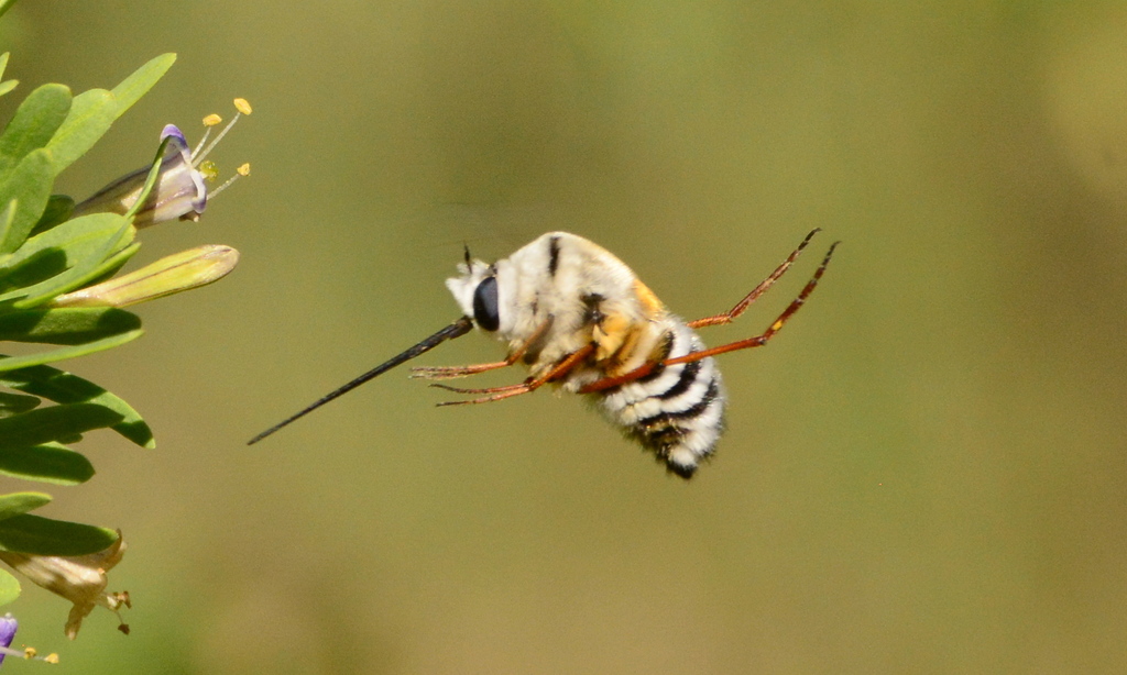 Zinnomyia