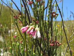 Erica pectinifolia
