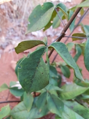 Spiranthera odoratissima