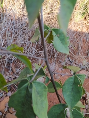 Spiranthera odoratissima