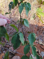 Spiranthera odoratissima