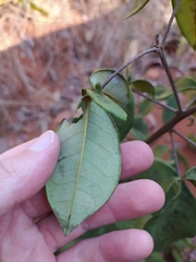 Spiranthera odoratissima