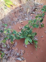 Spiranthera odoratissima