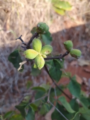 Spiranthera odoratissima