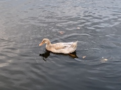 Anas platyrhynchos domesticus