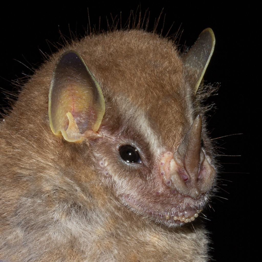 Southern Little Yellow-Eared Bat