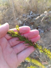 Pseudobrickellia brasiliensis