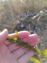 Pseudobrickellia brasiliensis