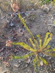 Pseudobrickellia brasiliensis