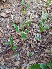 Croton antisyphiliticus