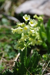Primula