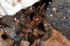 Iridomyrmex pallidus