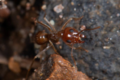 Iridomyrmex pallidus