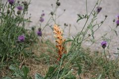 Orobanche kochii