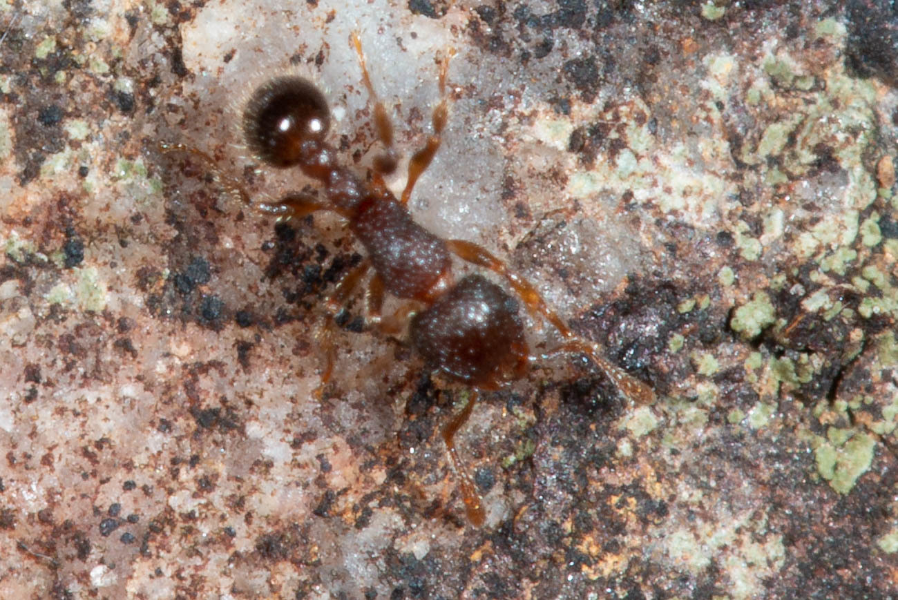 Tetramorium deceptum