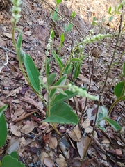 Croton antisyphiliticus