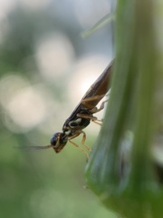Xiphydria abdominalis