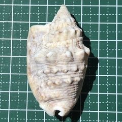 Euprotomus aurisdianae