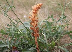 Orobanche kochii