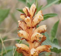 Orobanche kochii