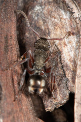 Polyrhachis obscura