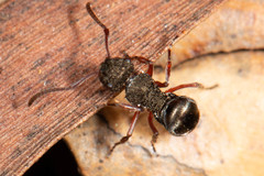 Polyrhachis obscura
