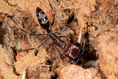 Odontomachus ruficeps