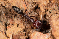 Odontomachus ruficeps