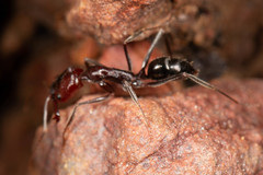 Odontomachus ruficeps