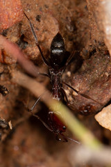 Odontomachus ruficeps