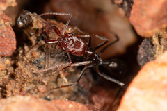 Odontomachus ruficeps