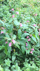 Impatiens glandulifera