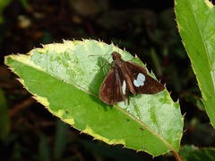 Notocrypta