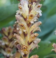 Orobanche pallidiflora