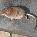 Vagrant Shrew - Photo (c) Patricia Teague, some rights reserved (CC BY-NC), uploaded by Patricia Teague