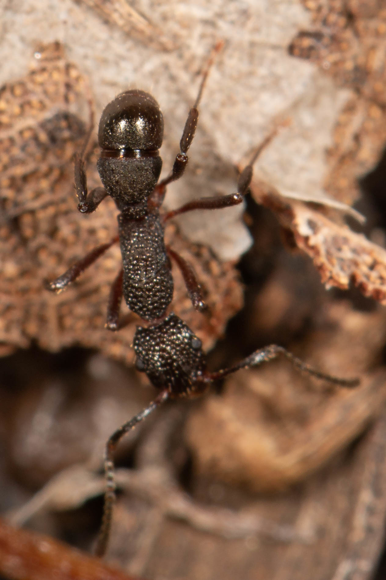 Rhytidoponera tenuis