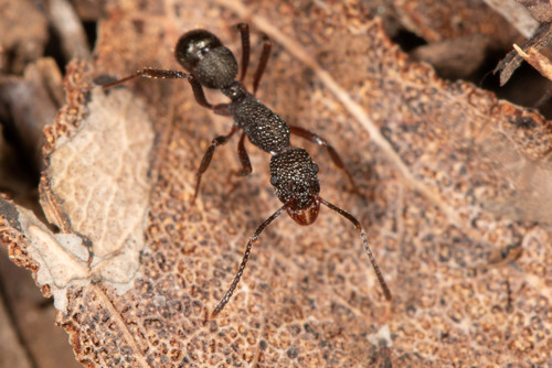 Rhytidoponera tenuisRhytidoponera tenuis