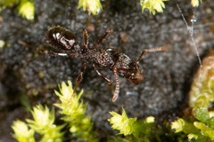 Rhytidoponera victoriae